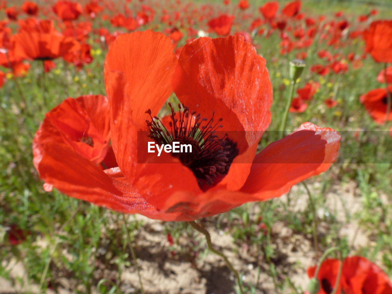 CLOSE-UP OF RED POPPY FLOWER