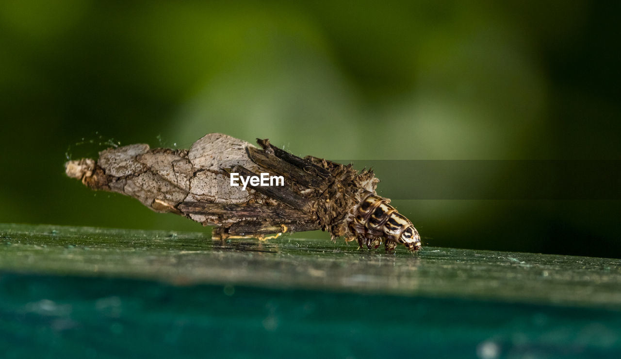 Close-up of a bagworm mother caterpllar