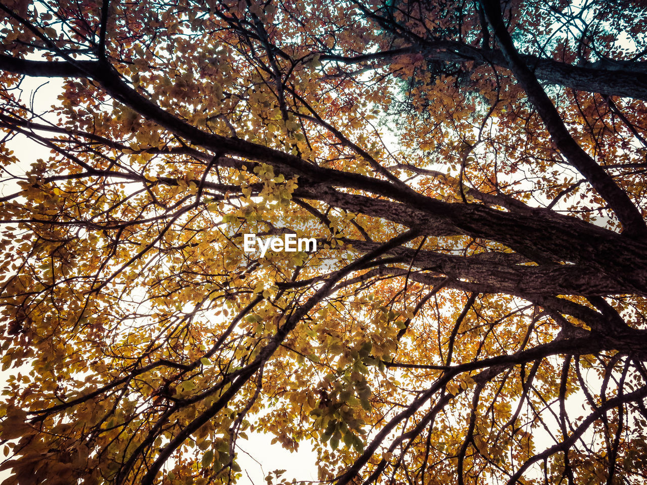 Low angle view of tree