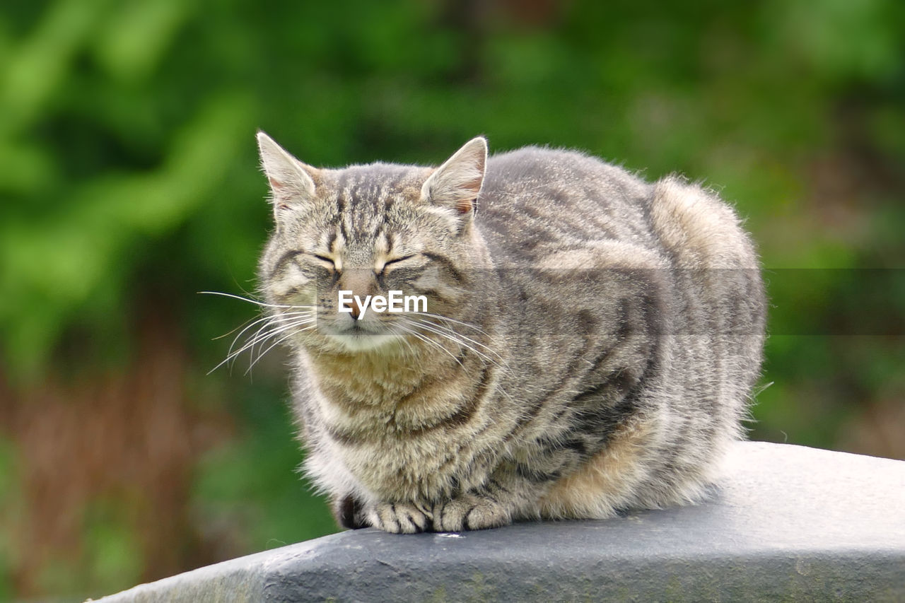 Close-up portrait of tabby sitting outdoors