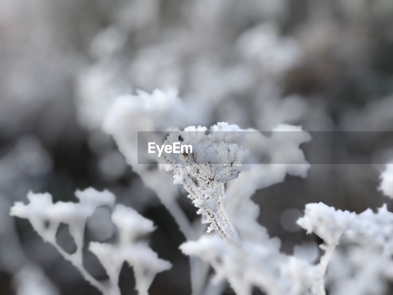 CLOSE-UP OF SNOW ON PLANT