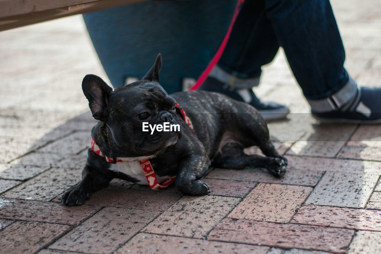 Dog lying down on sidewalk