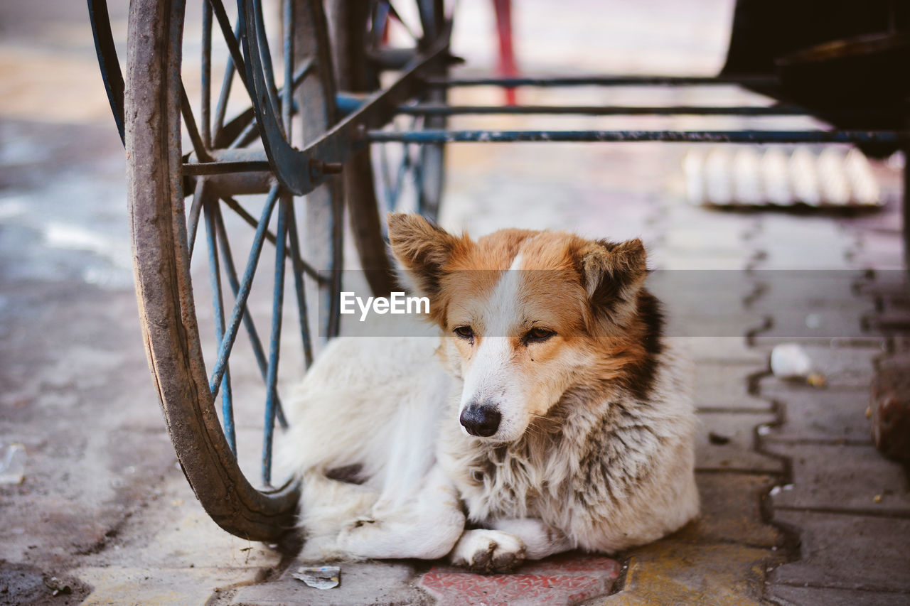 Dog relaxing by cart on footpath