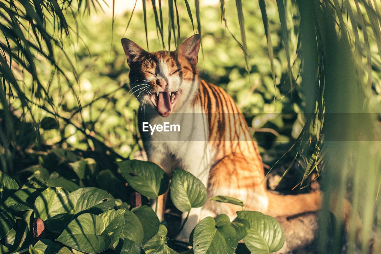 Close-up of cat yawning by plants