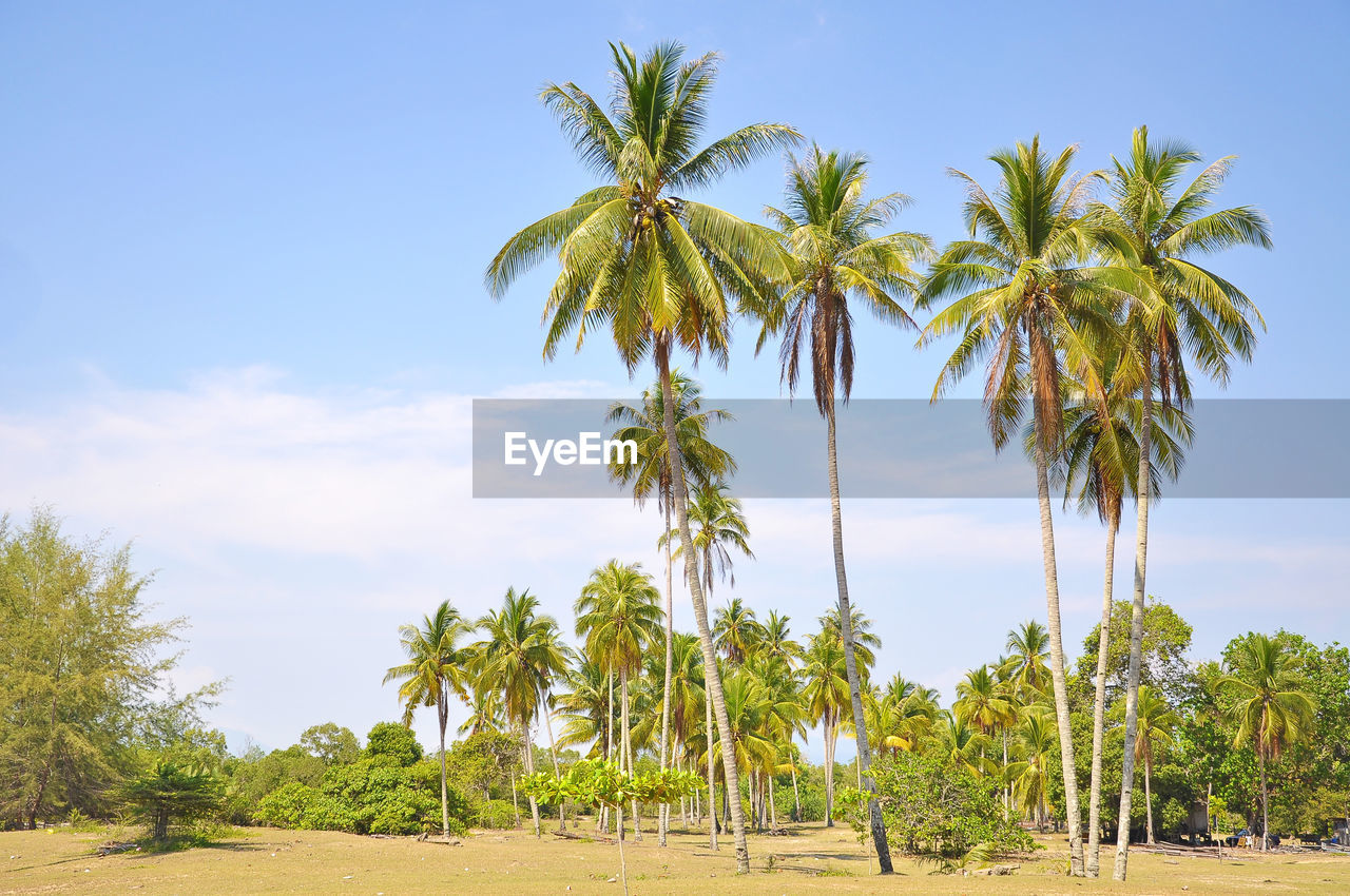 Palm trees on landscape against sky