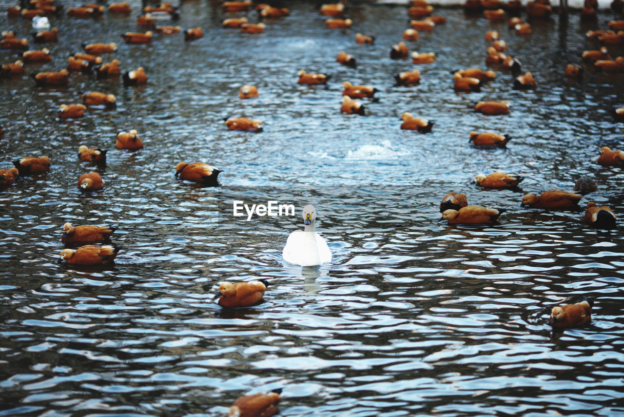 HIGH ANGLE VIEW OF DUCKS FLOATING IN LAKE