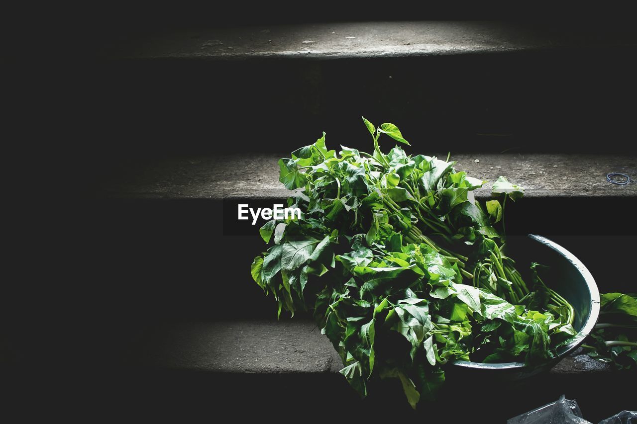 Close-up of leafy vegetables in bowl on stairs