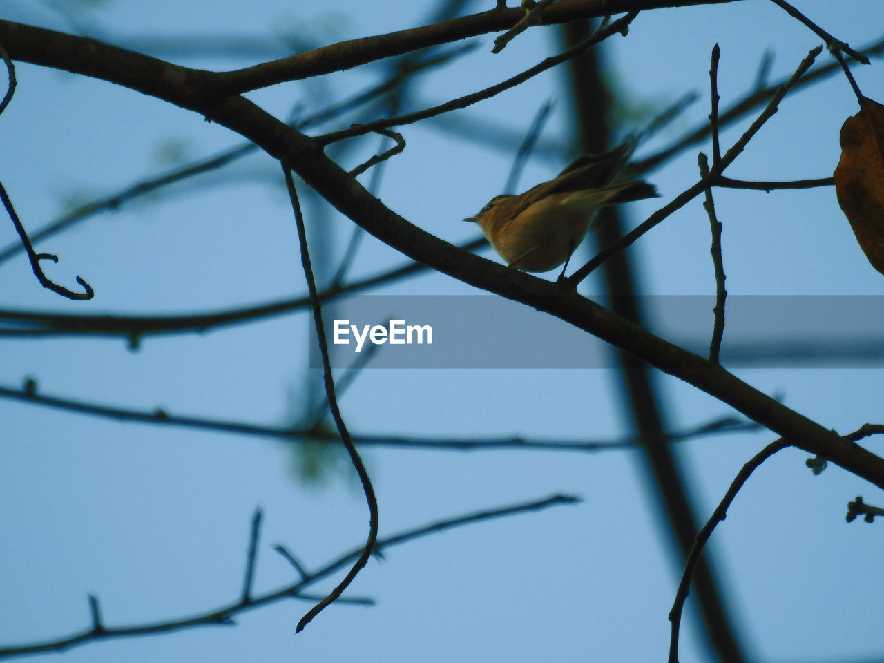 LOW ANGLE VIEW OF BIRD PERCHING ON TREE