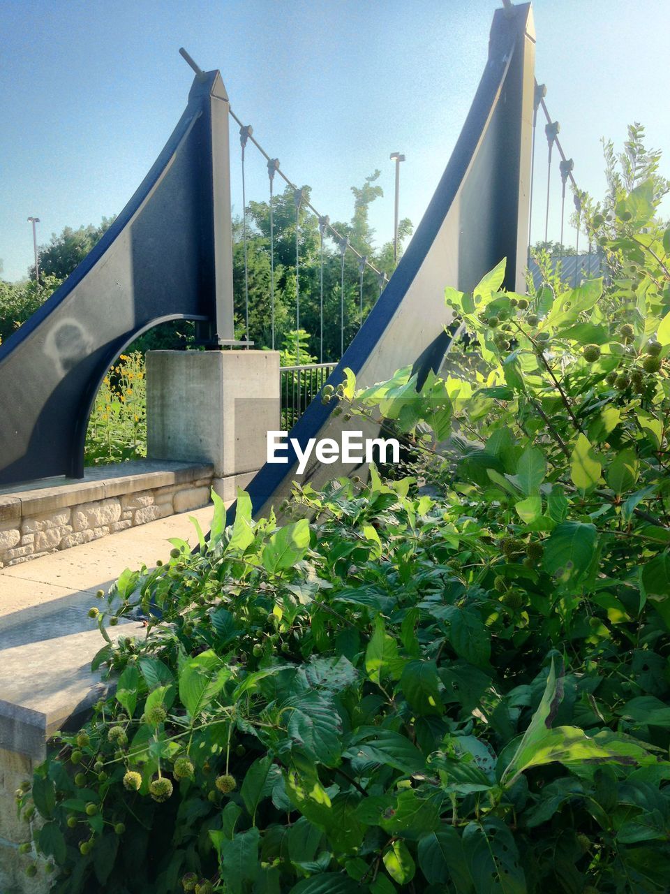 LOW ANGLE VIEW OF PLANTS AND BUILDING