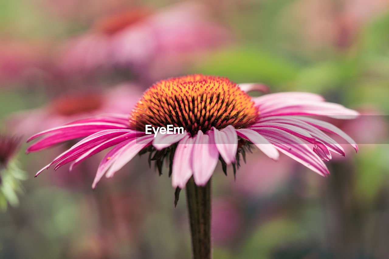 CLOSE-UP OF PINK FLOWER ON PLANT