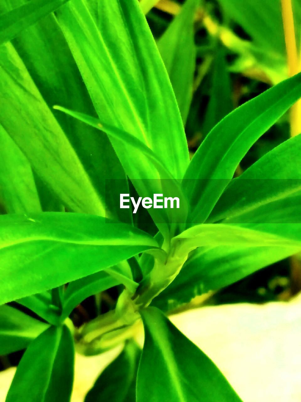 CLOSE-UP OF GREEN LEAVES