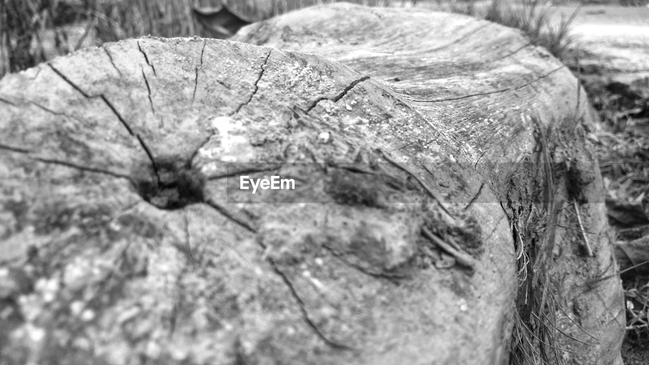 CLOSE-UP OF TREE STUMP