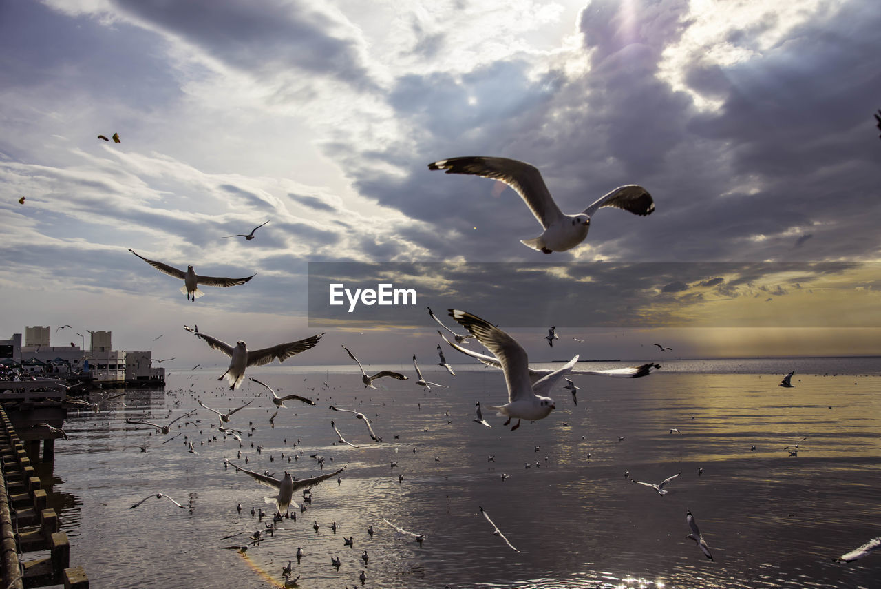 Seagulls fly above the sky on a beautiful blue sky background.