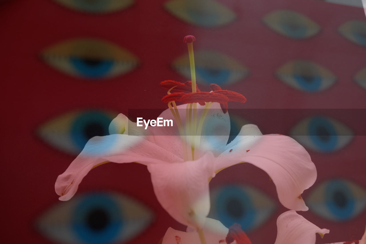 CLOSE-UP OF ORCHIDS WITH PINK ORCHID