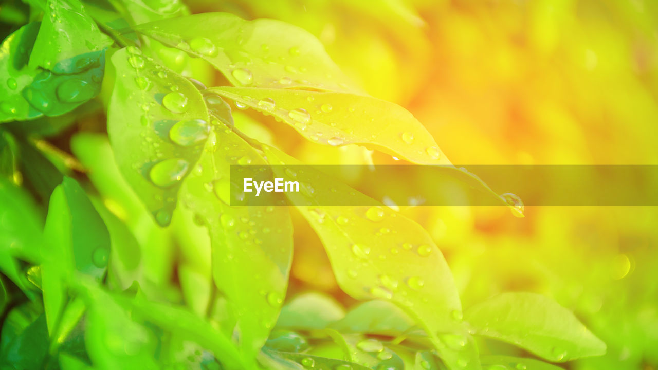 CLOSE-UP OF RAINDROPS ON PLANT