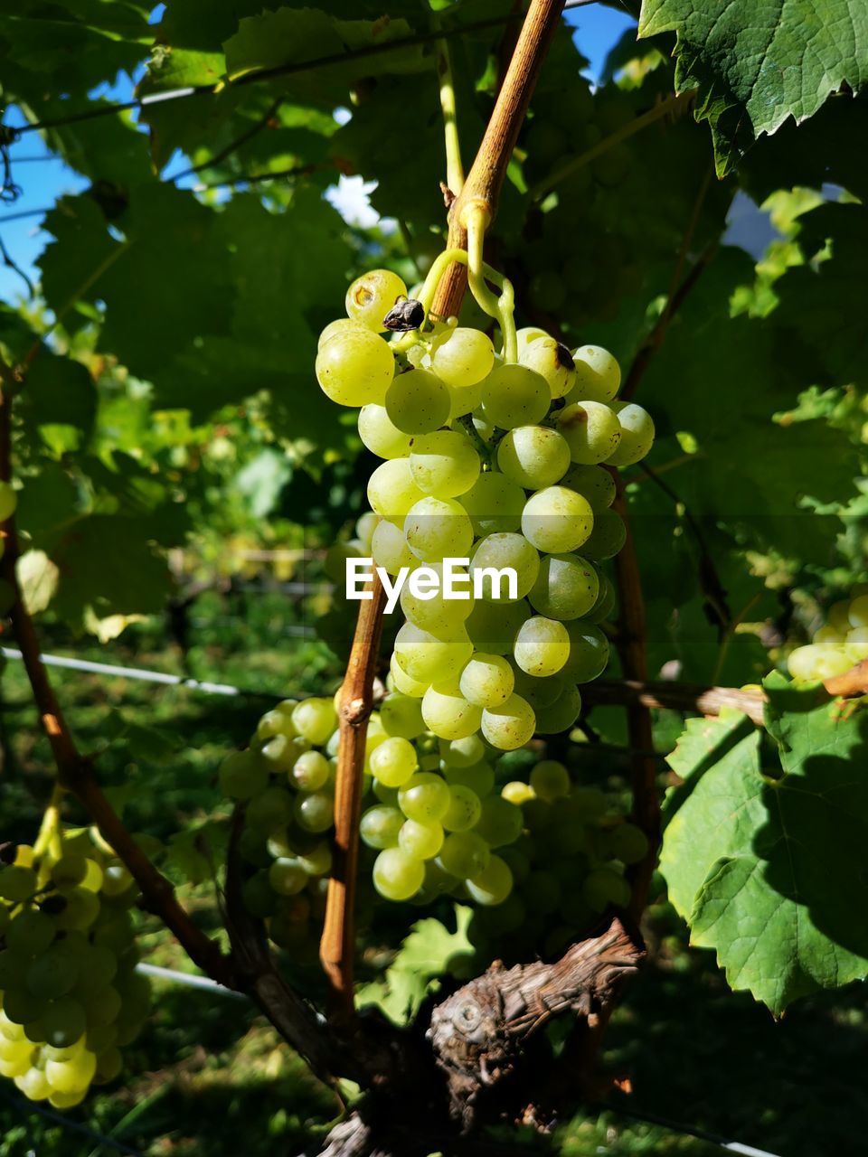 CLOSE-UP OF GRAPES GROWING ON PLANT