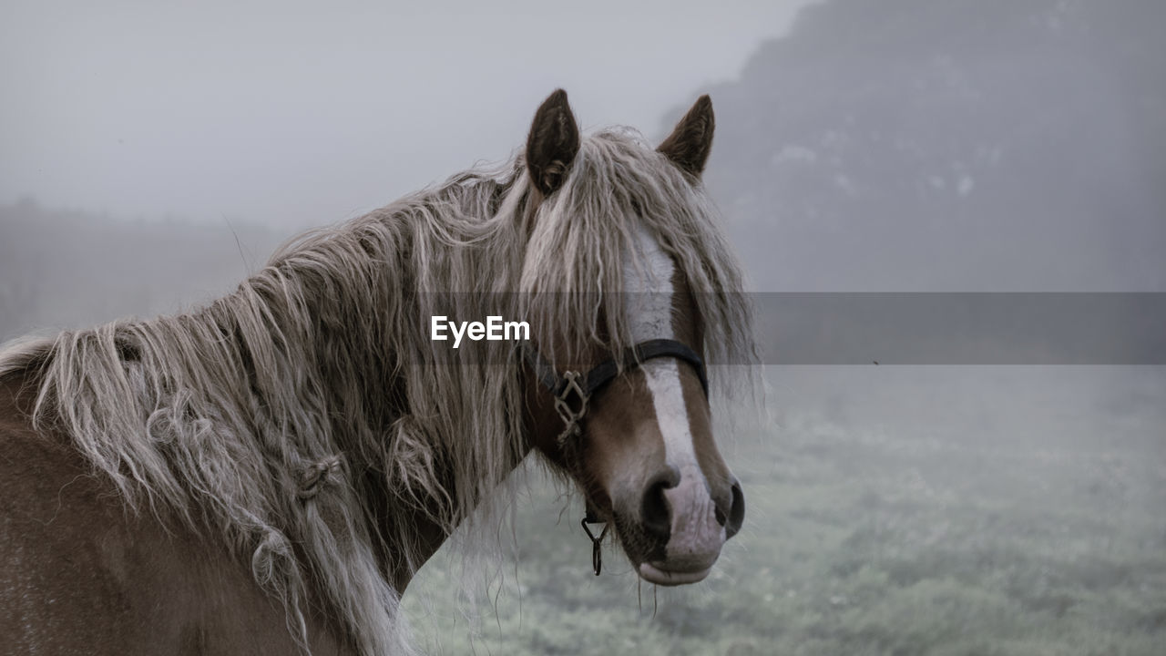 Close-up view of horse horse pony eyes snout in haze fog foggyhorse standing against sky