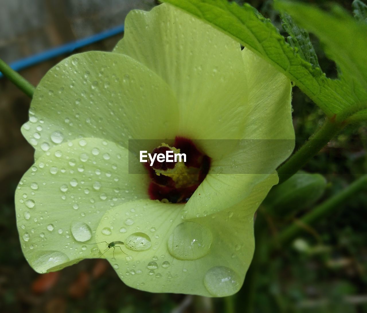 Close-up of water drops on leaf