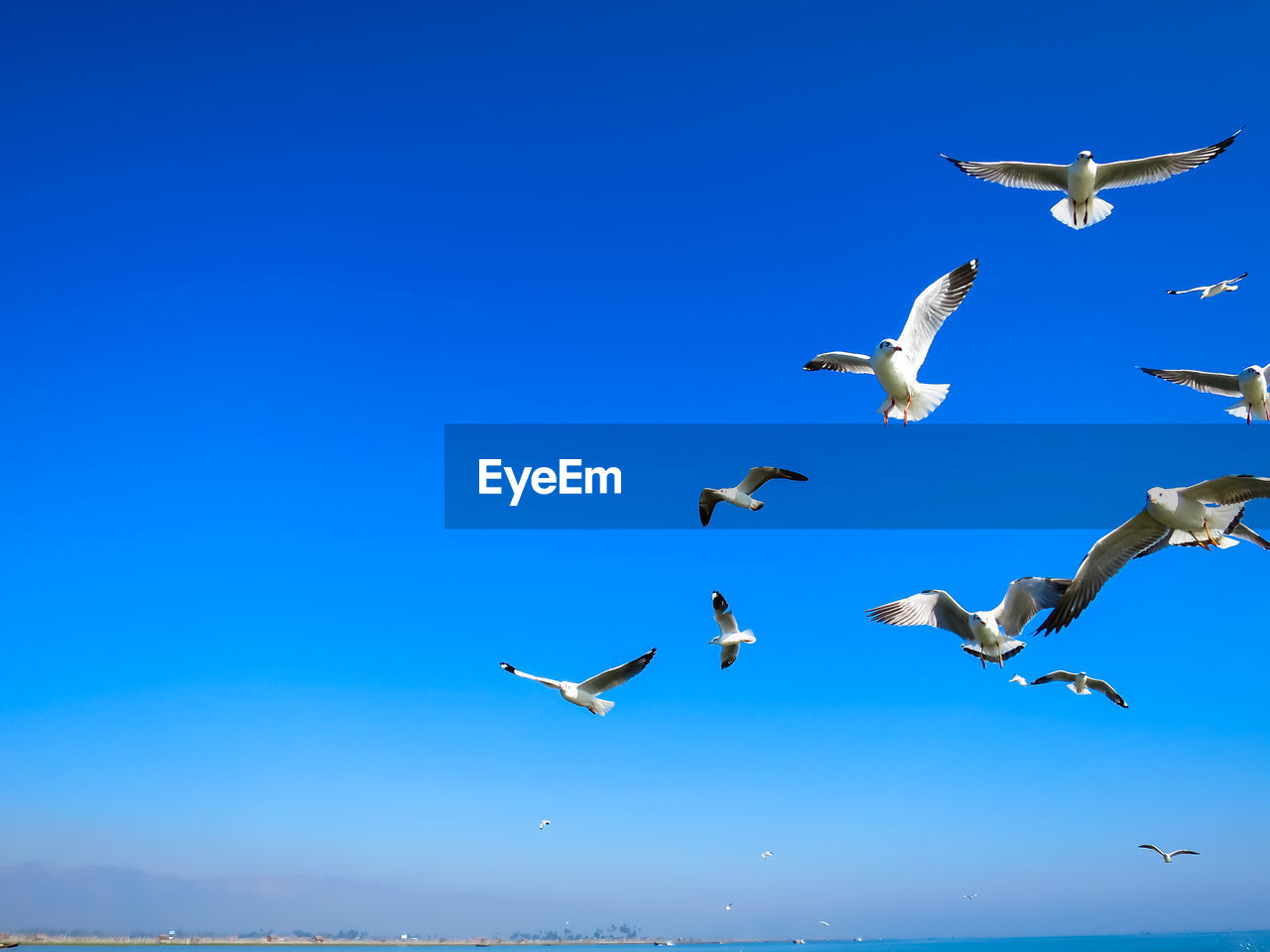 LOW ANGLE VIEW OF SEAGULLS FLYING IN THE SKY