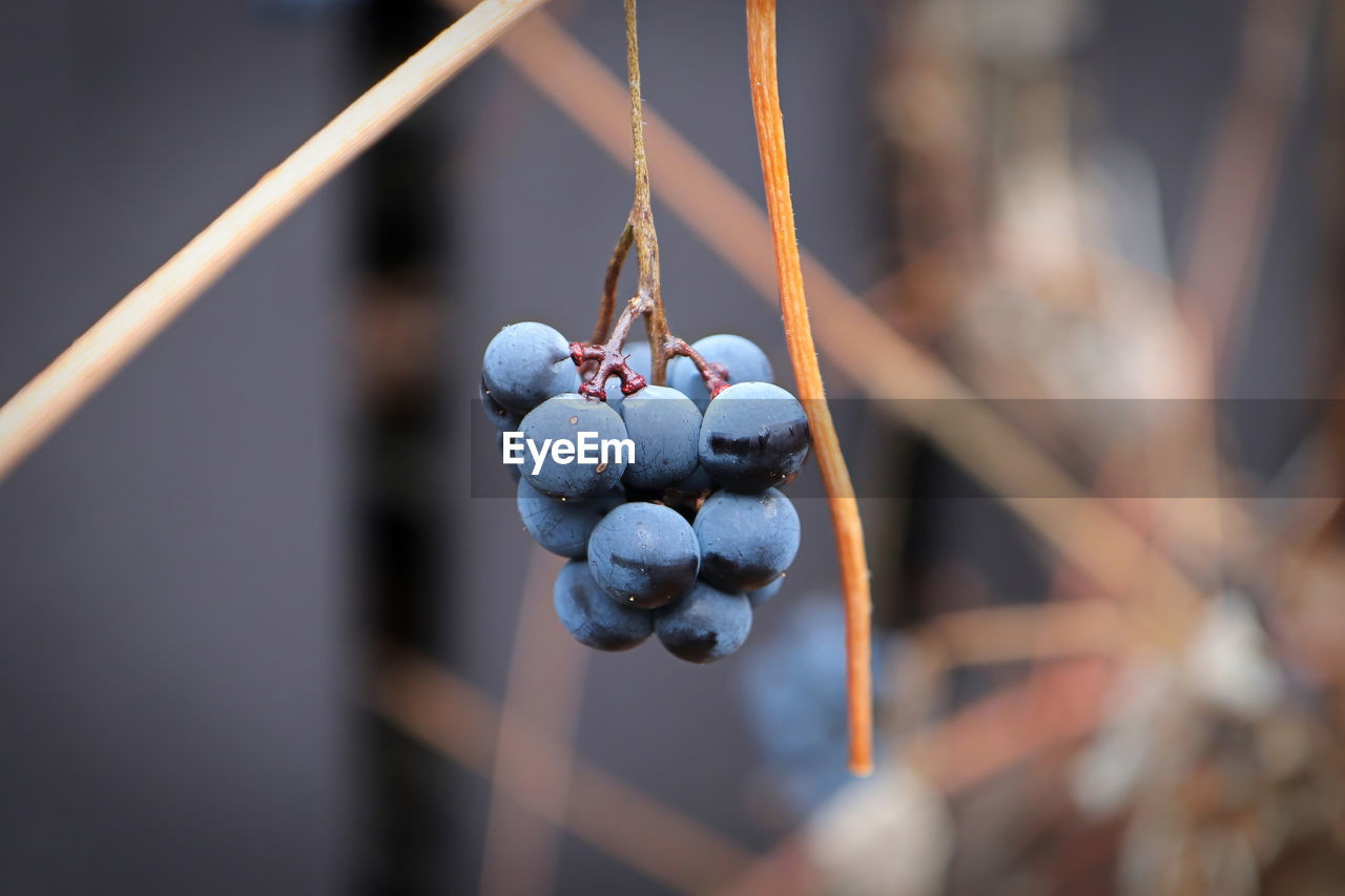 Views of ripe grapes in the fall on bare vine stems
