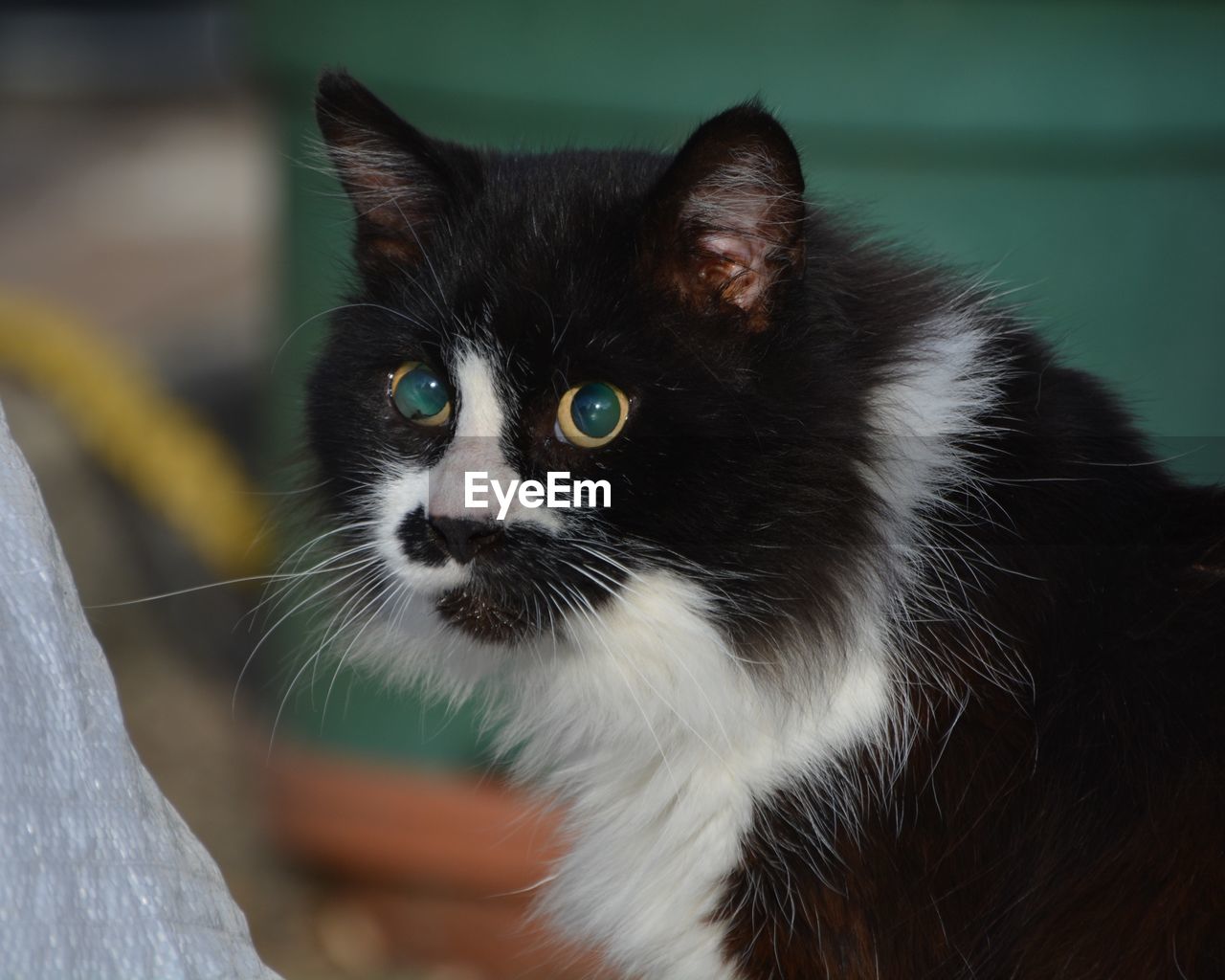 pet, cat, animal themes, animal, mammal, one animal, domestic animals, domestic cat, feline, whiskers, felidae, black, small to medium-sized cats, animal body part, black cat, animal hair, portrait, close-up, no people, eye, looking, carnivore, animal eye, looking at camera, focus on foreground, domestic long-haired cat