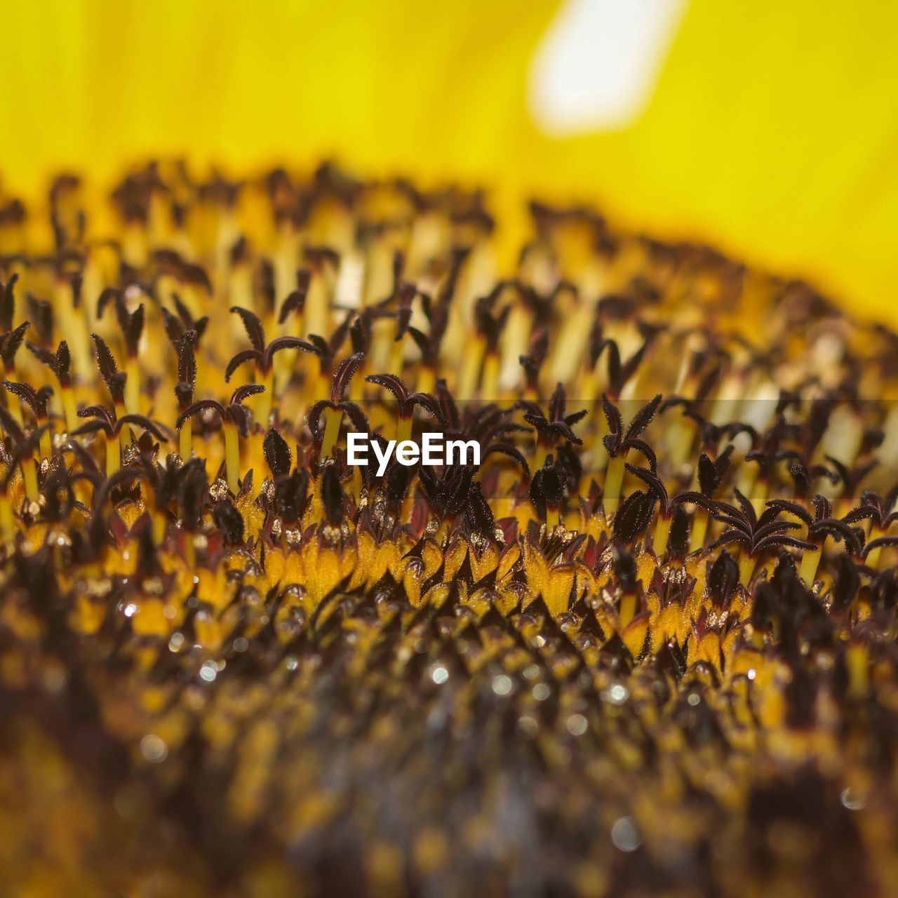 Extreme close-up of sunflower