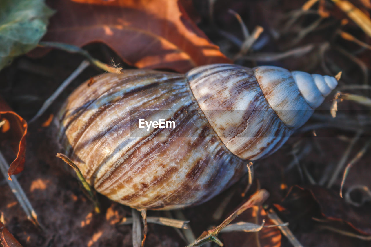 Close-up of snail on leaf