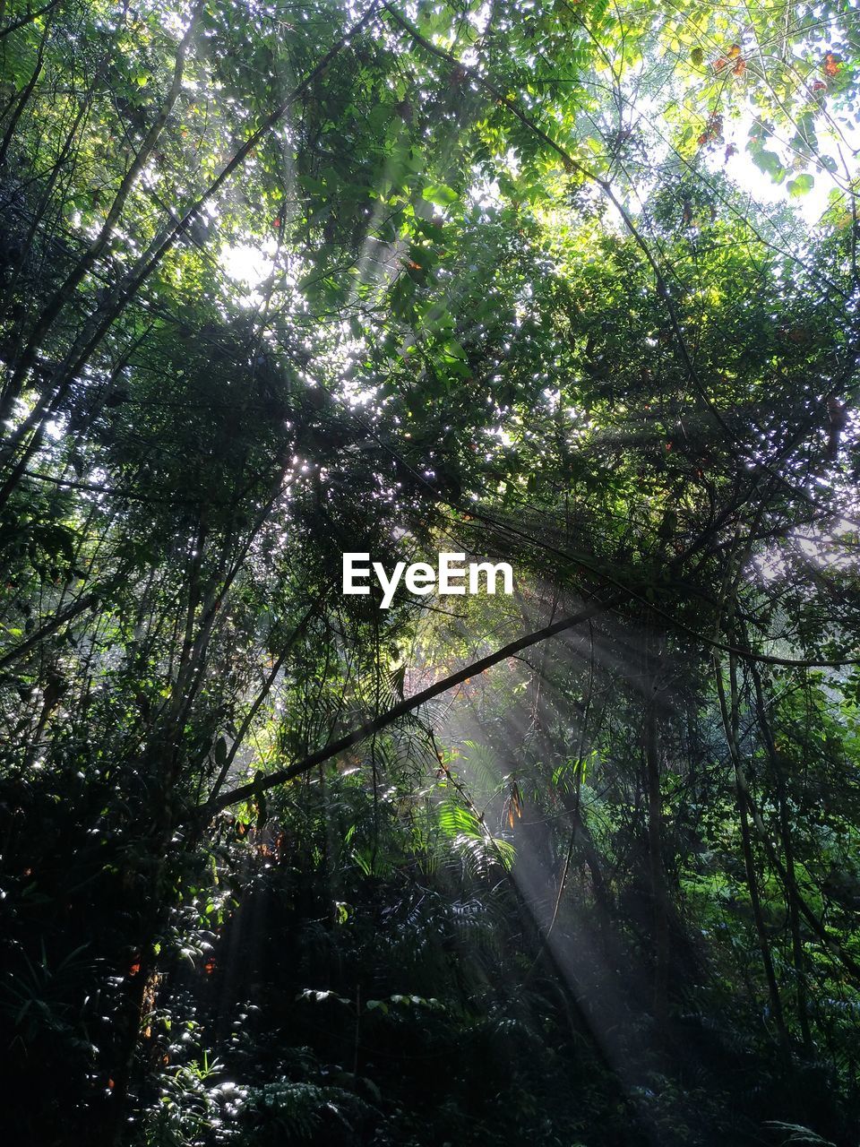 LOW ANGLE VIEW TREES IN FOREST