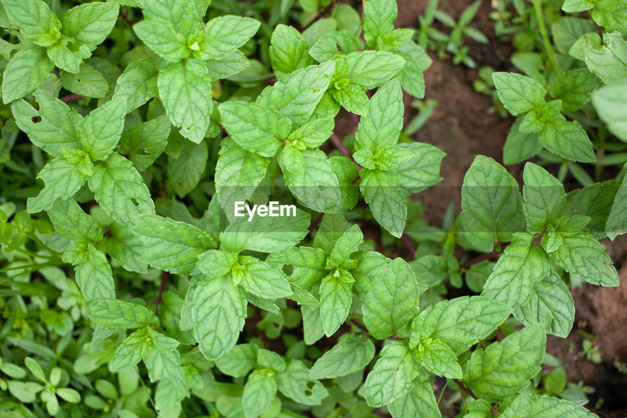 leaf, plant part, green, plant, herb, growth, food and drink, nature, food, freshness, no people, spearmint, beauty in nature, full frame, backgrounds, day, close-up, high angle view, flower, outdoors, vegetable, field, produce, land, medicine, botany, healthy eating, healthcare and medicine