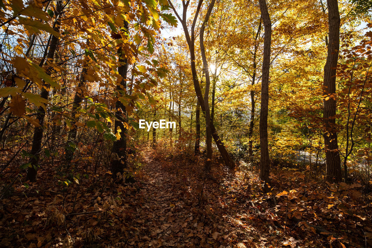 TREES AND PLANTS GROWING IN FOREST DURING AUTUMN