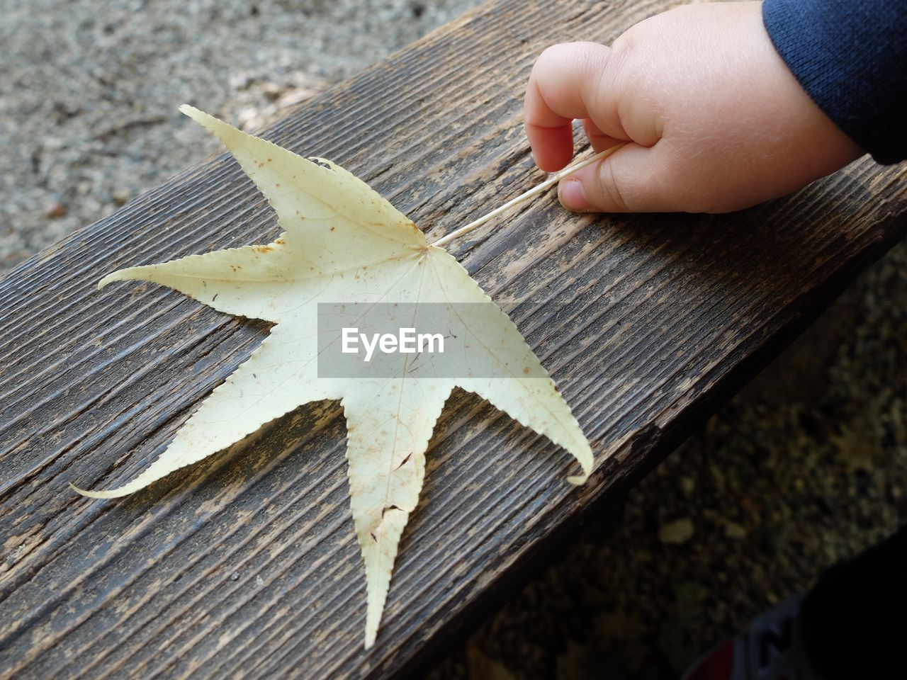 CLOSE-UP OF HAND HOLDING STARFISH