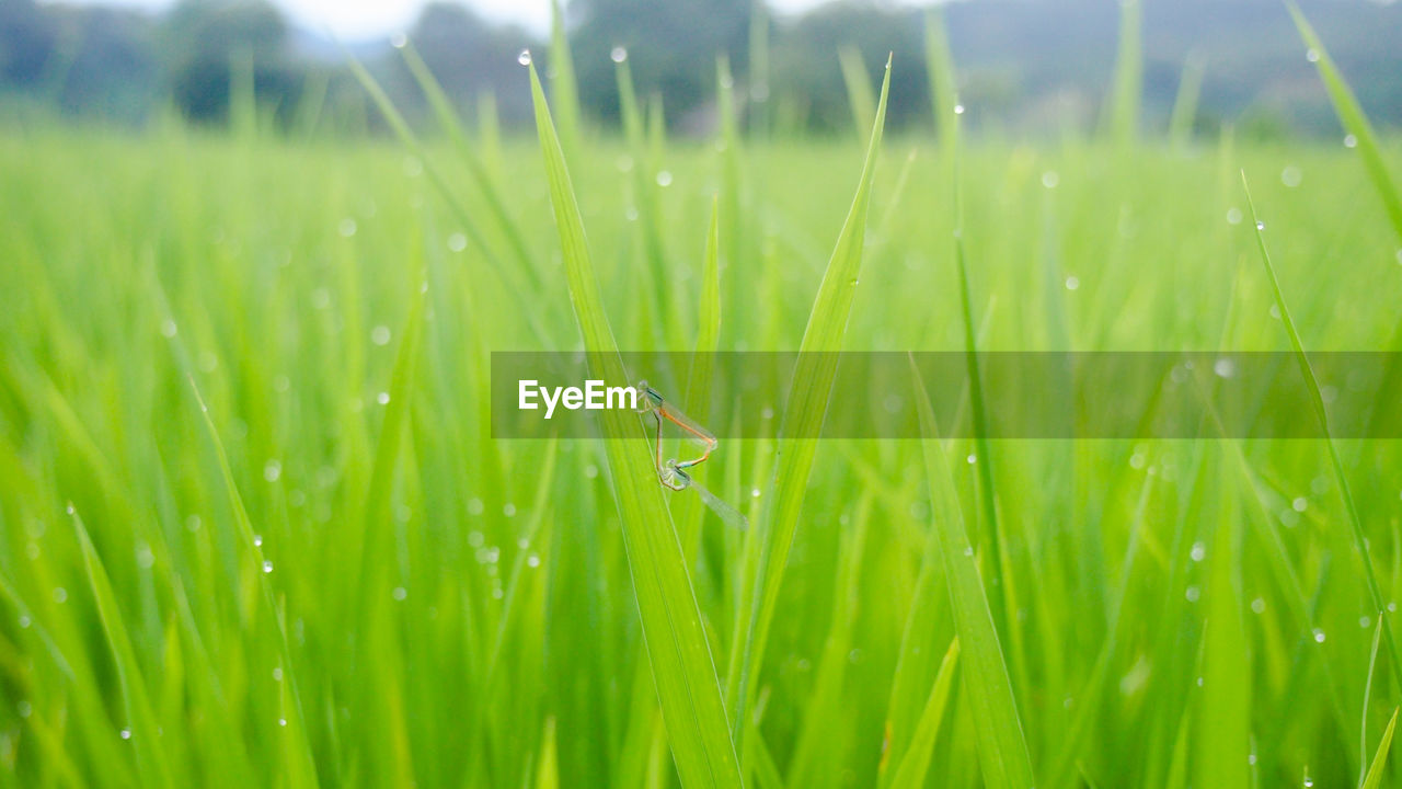 Close-up of dragonflies making love on grass