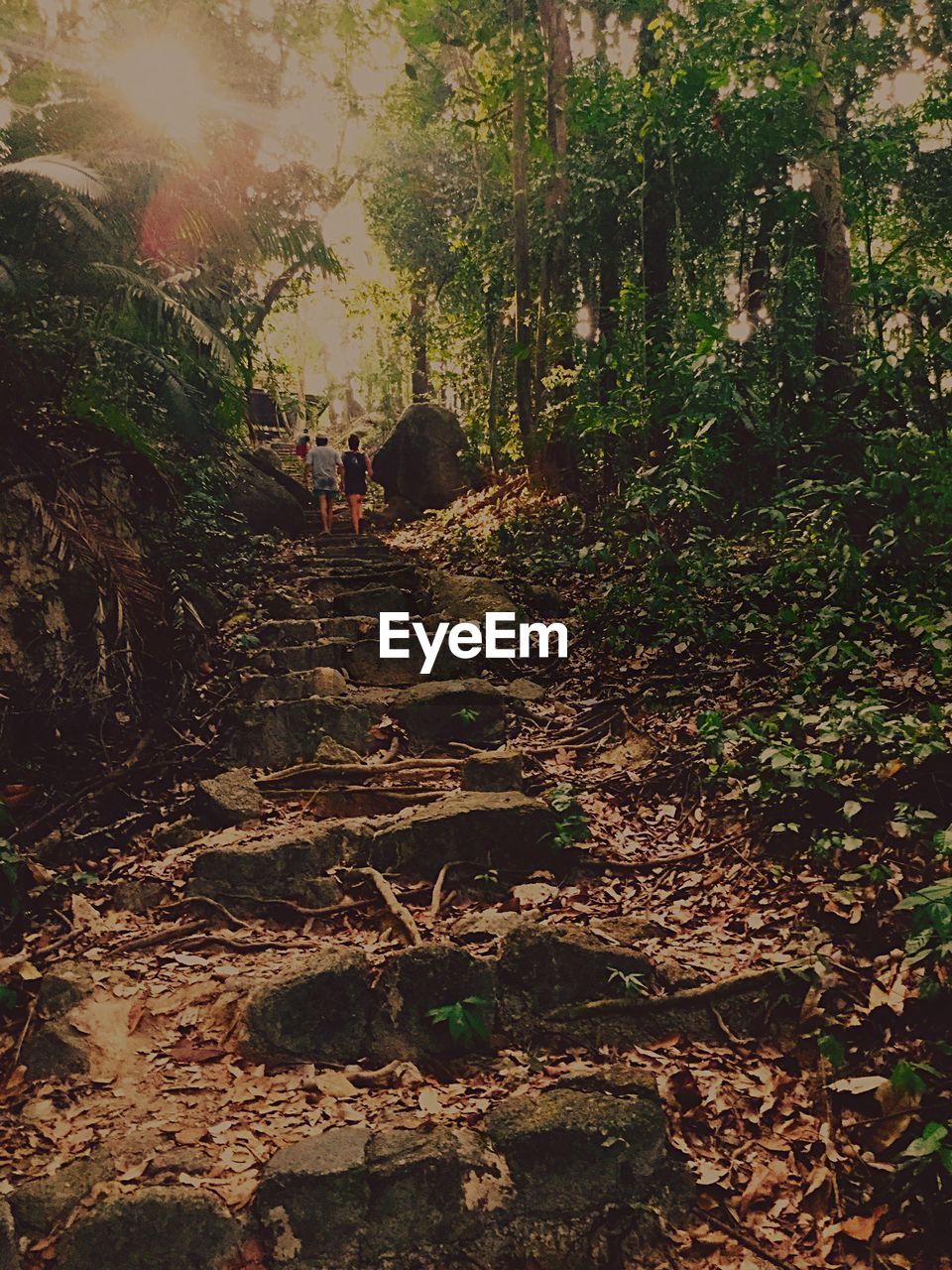 Low angle view of steps amidst trees at forest