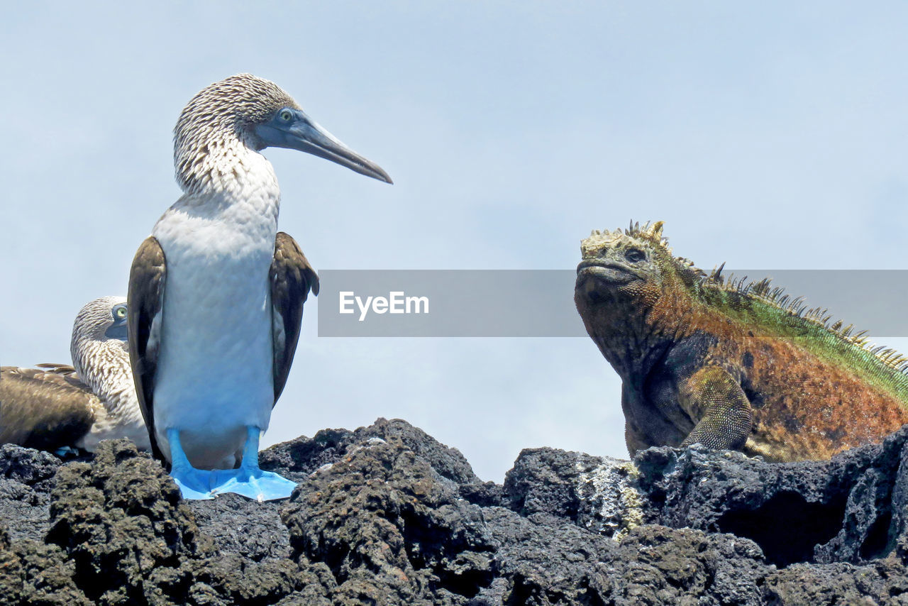 PIGEONS PERCHING ON ROCK