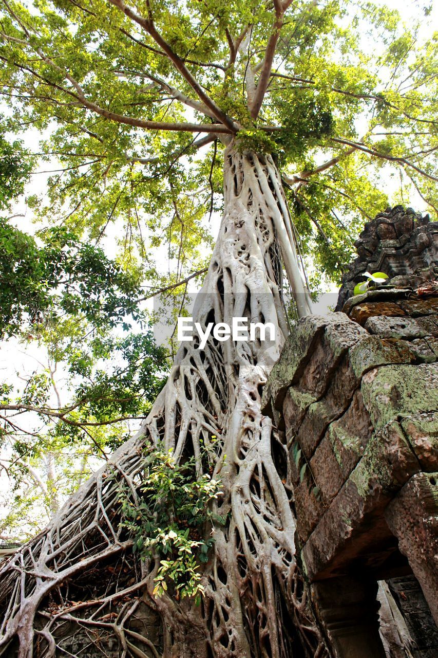 Low angle view of trees in forest