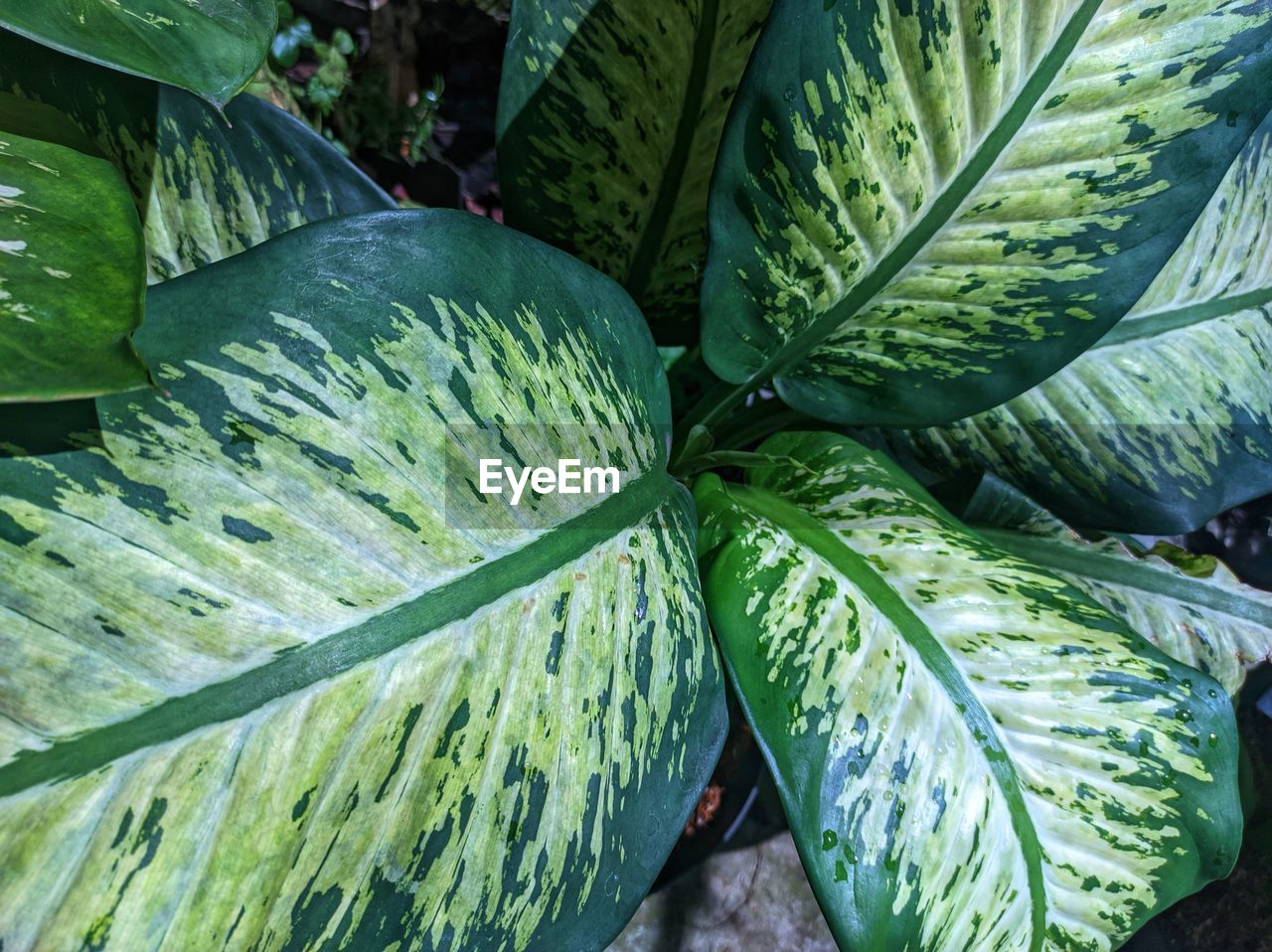 leaf, green, plant, plant part, growth, nature, flower, beauty in nature, no people, tree, day, food and drink, food, freshness, tropics, close-up, outdoors, high angle view, jungle, healthy eating, palm tree, rainforest, agriculture