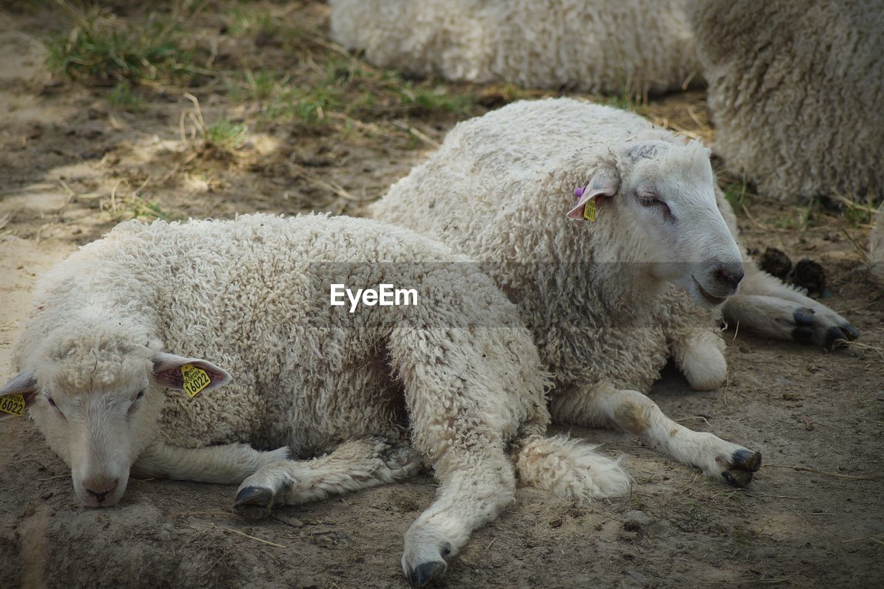 CLOSE-UP OF SHEEP ON GROUND