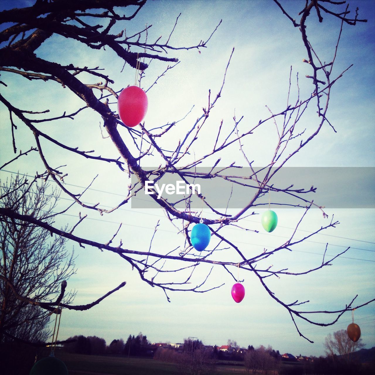 Helium balloons tied on bare tree