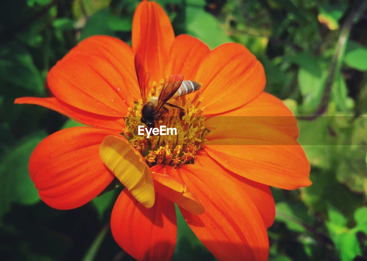 Close-up of insect on orange flower