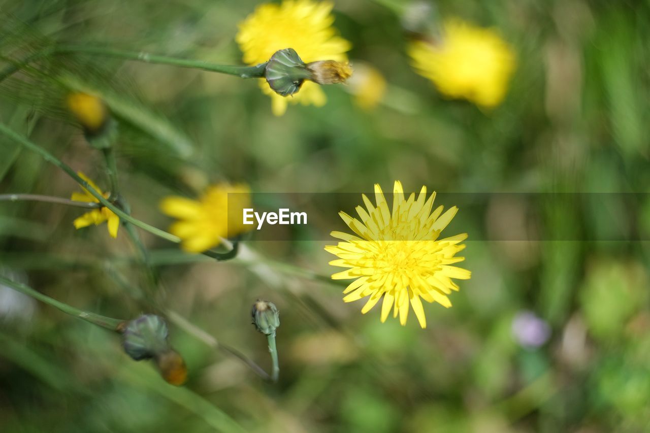 Close-up of yellow flowering plant