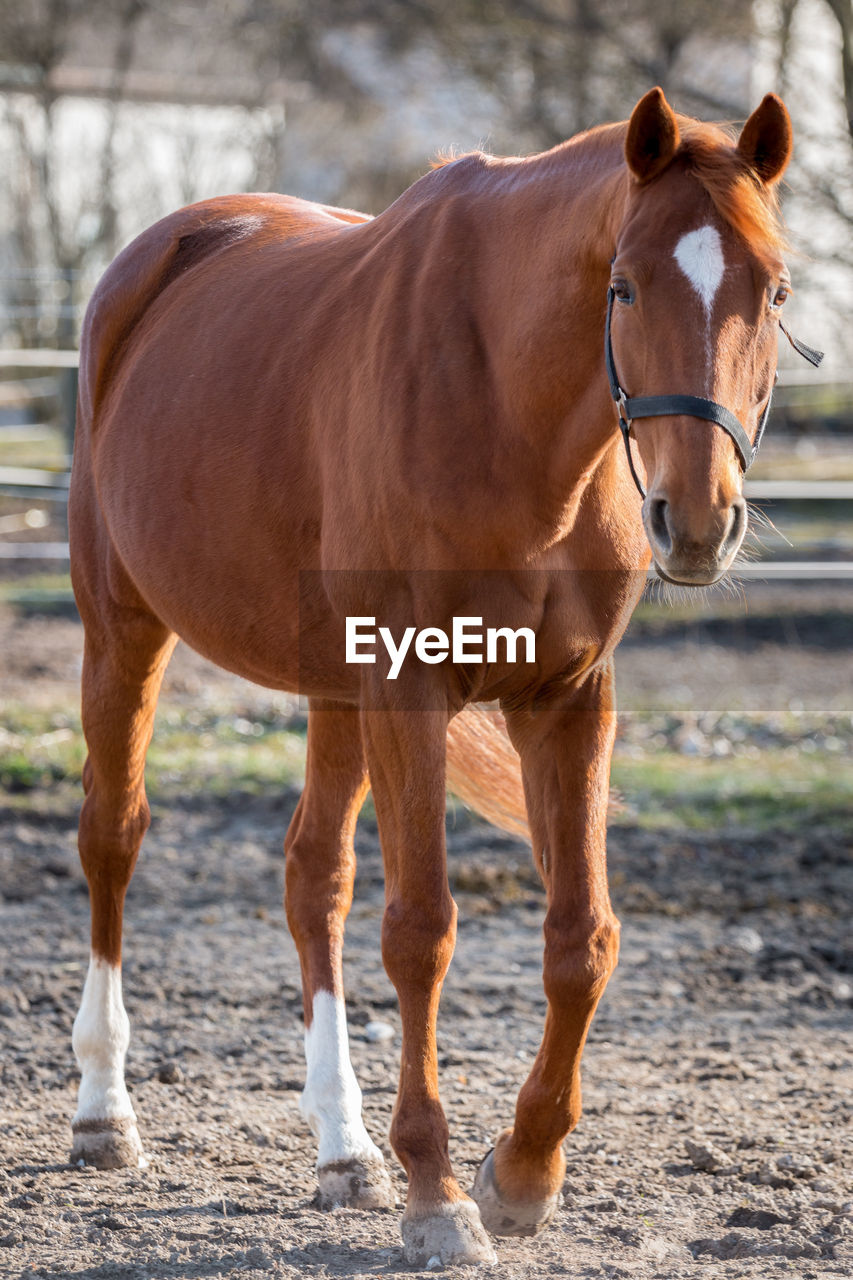 HORSE STANDING ON FIELD