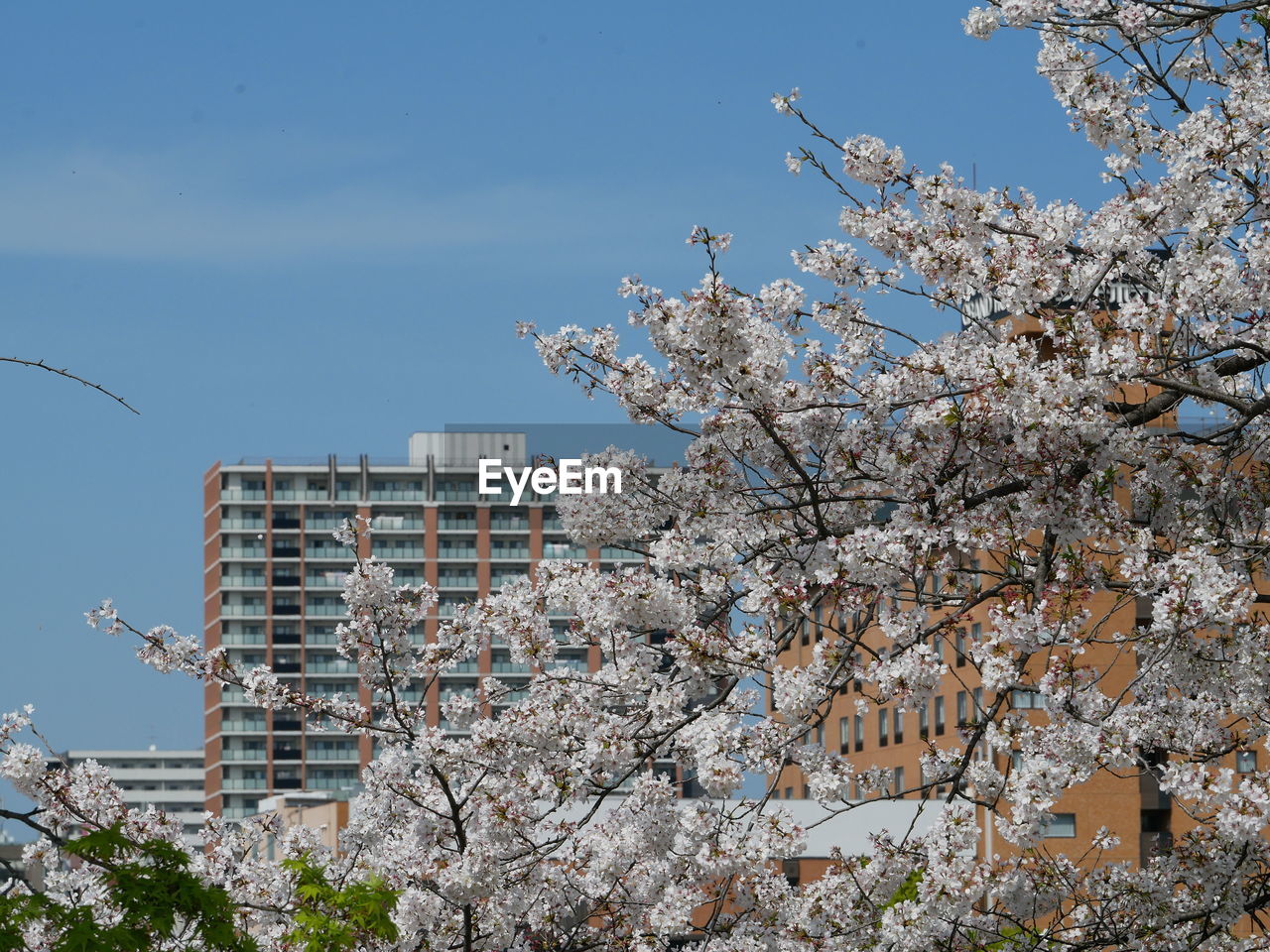 plant, tree, flower, architecture, sky, building exterior, built structure, nature, growth, springtime, spring, blossom, cherry blossom, building, flowering plant, city, branch, low angle view, freshness, fragility, day, no people, beauty in nature, outdoors, office building exterior, clear sky, skyscraper, blue, cherry tree, fruit tree