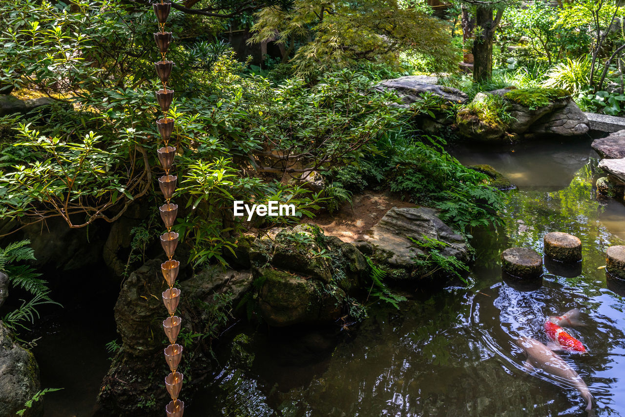 The small pond with colorful carps at nomura samurai house garden in kanazawa, japan