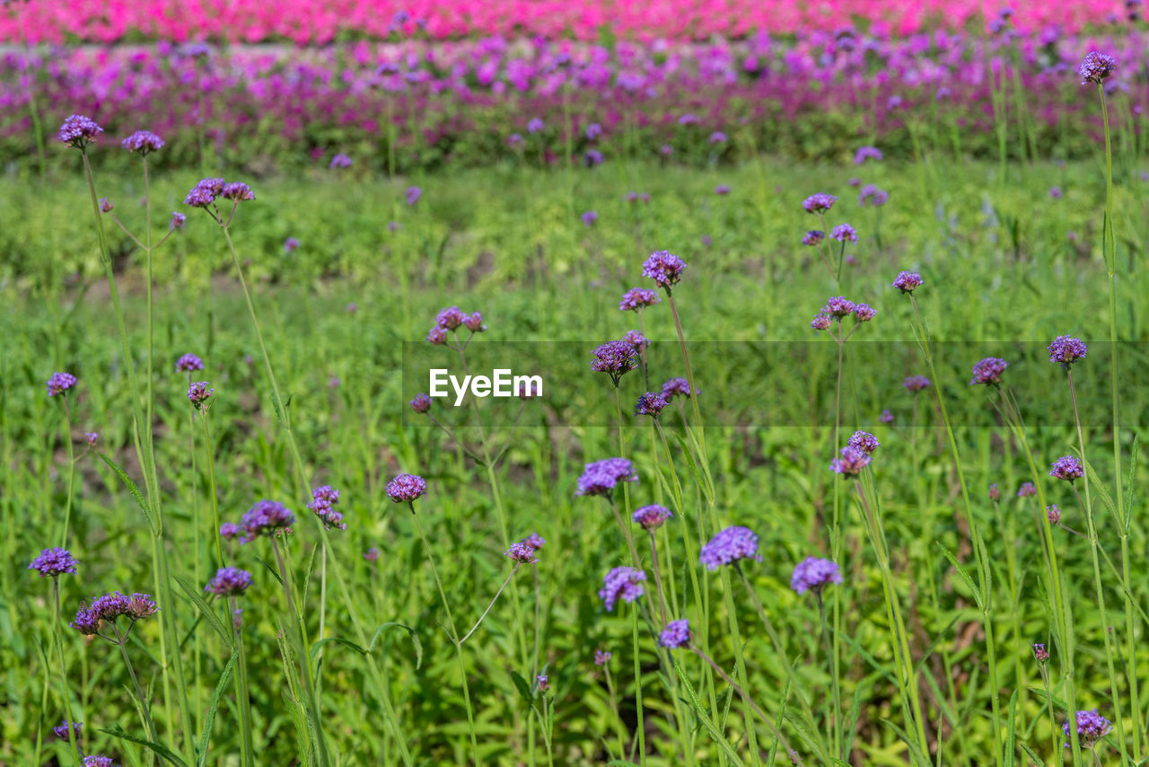 Purple flowers growing on land
