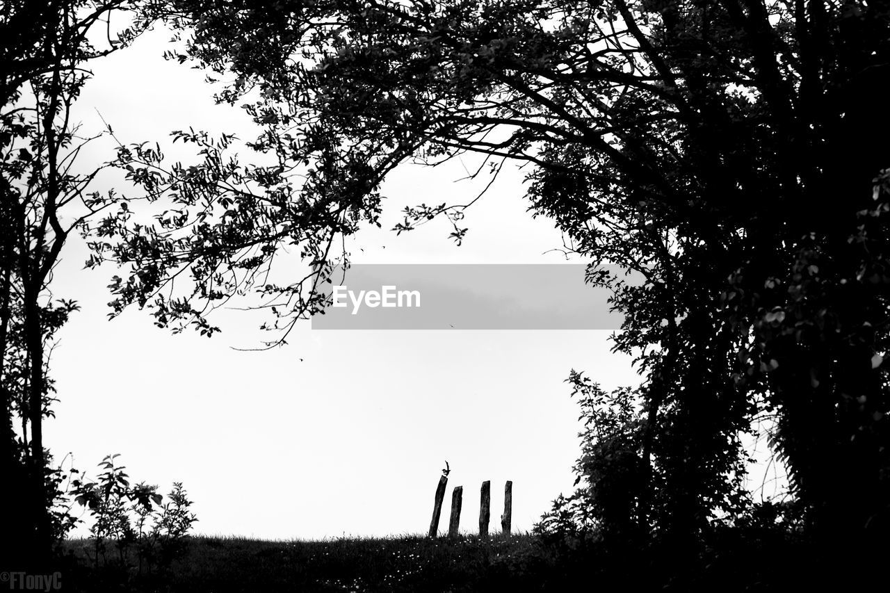 SILHOUETTE OF TREES AGAINST SKY