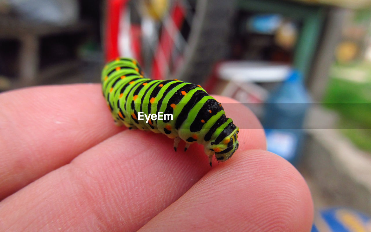 Cropped hand of person holding caterpillar