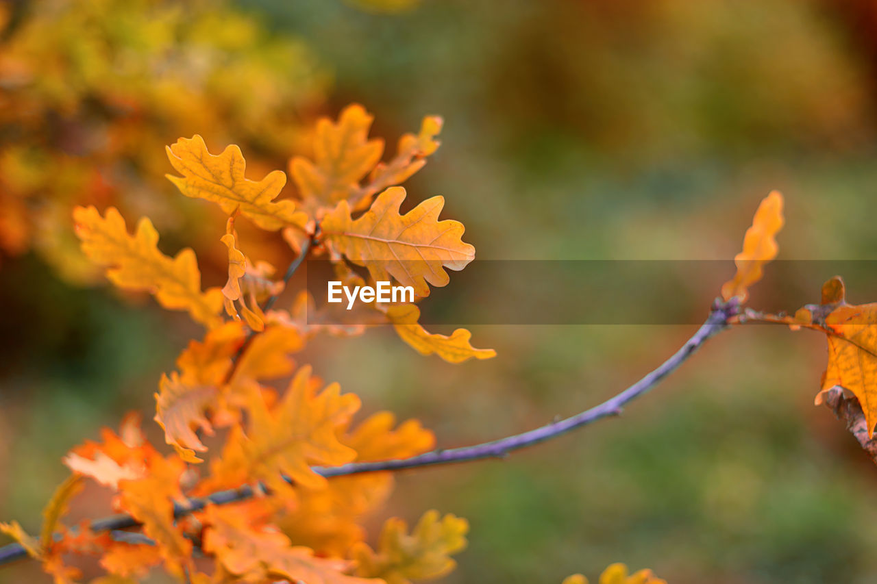 Oak orange leaves on the tree. outdoor. soft selective focus