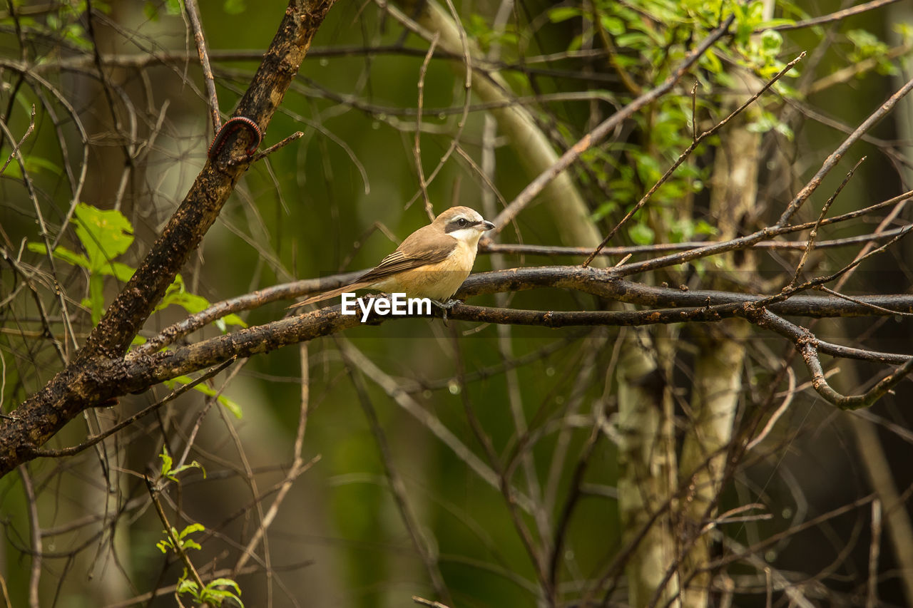 BIRD PERCHING ON TREE