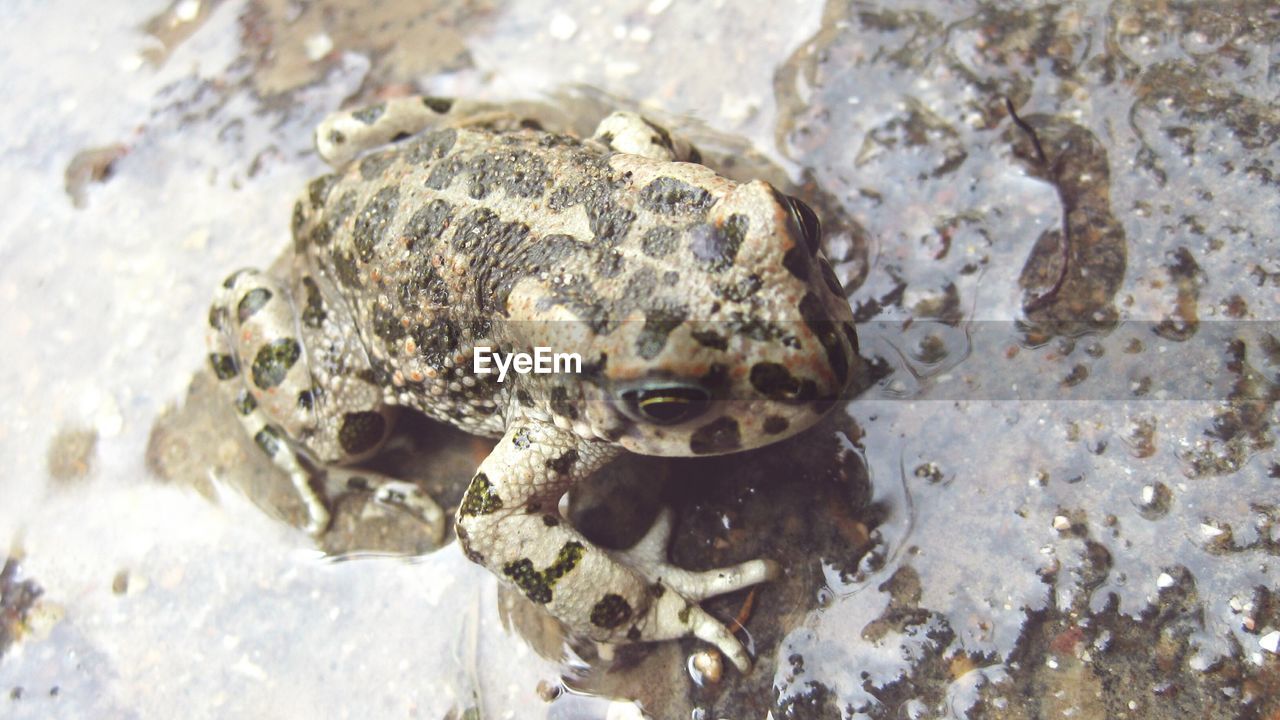 Close-up of a frog on ground