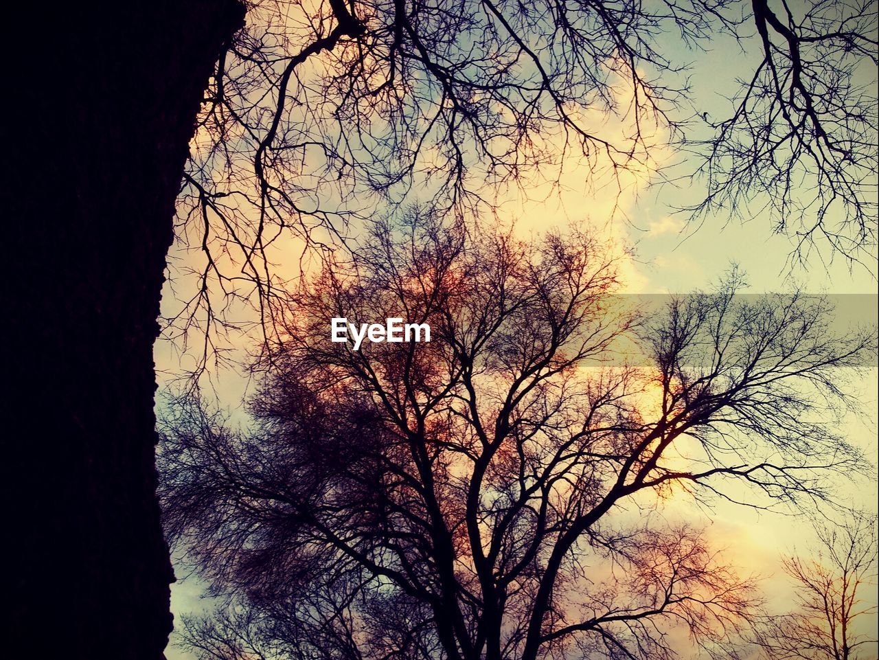 LOW ANGLE VIEW OF BARE TREES AGAINST SKY